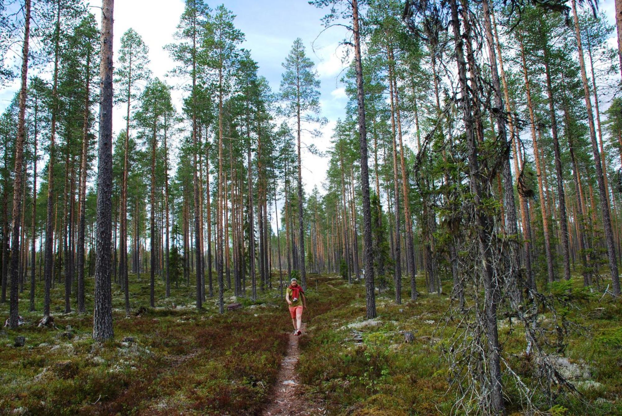 12 - Fulufjellets Nasjonalparker - Natur-, Dyre- Og Fugleopplevelser Ljørdal 외부 사진