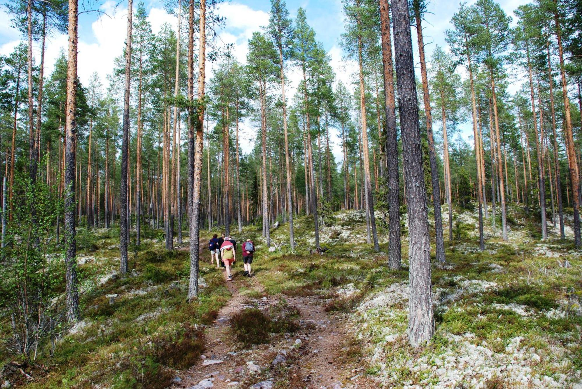 12 - Fulufjellets Nasjonalparker - Natur-, Dyre- Og Fugleopplevelser Ljørdal 외부 사진