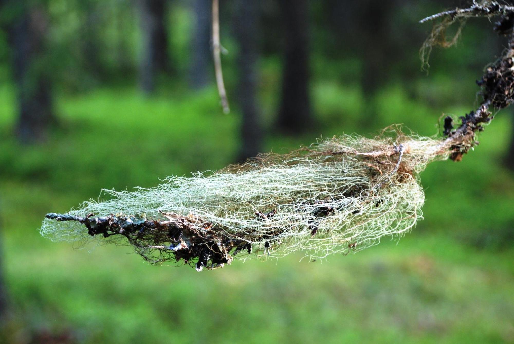 12 - Fulufjellets Nasjonalparker - Natur-, Dyre- Og Fugleopplevelser Ljørdal 외부 사진
