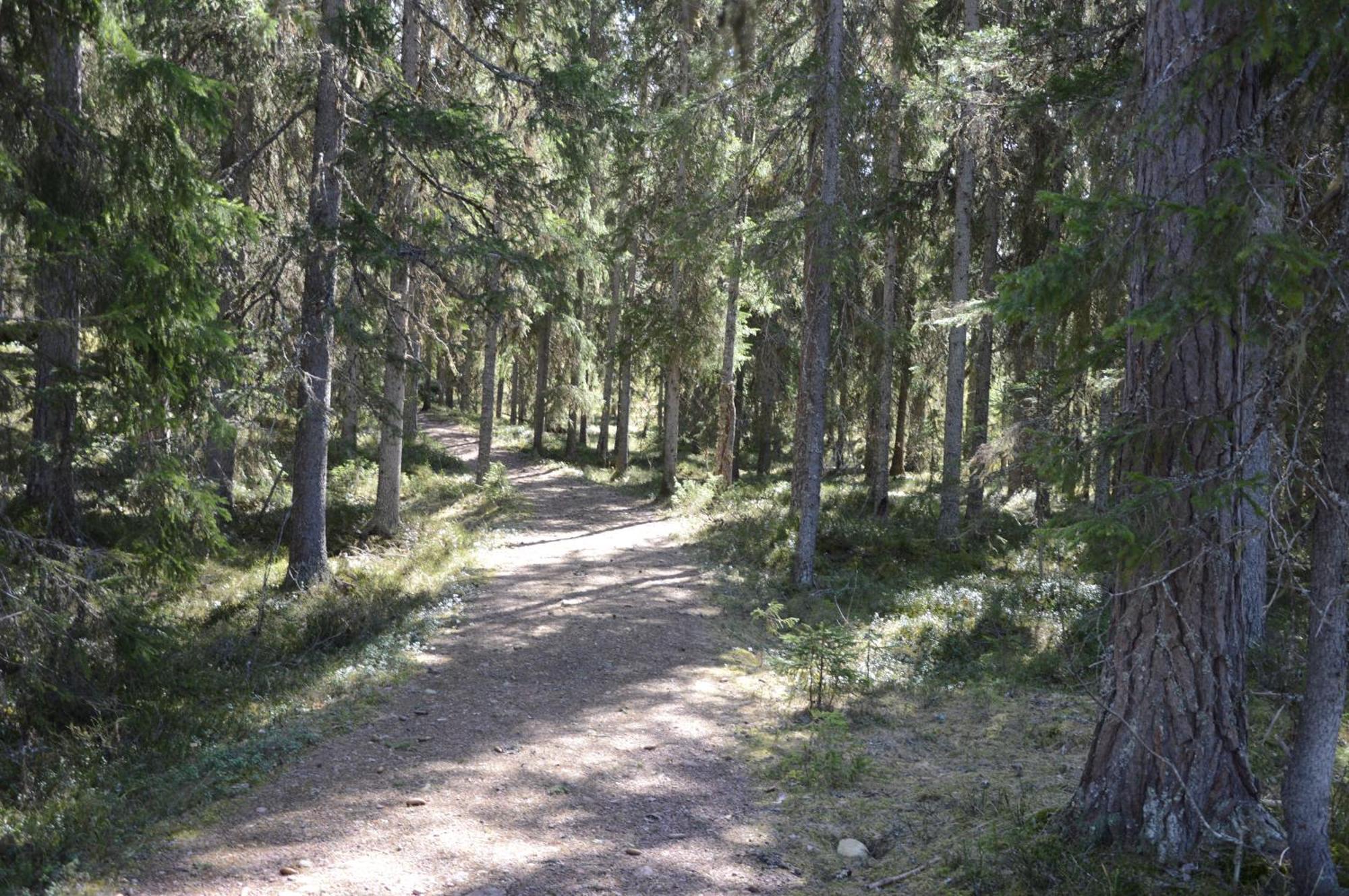 12 - Fulufjellets Nasjonalparker - Natur-, Dyre- Og Fugleopplevelser Ljørdal 외부 사진