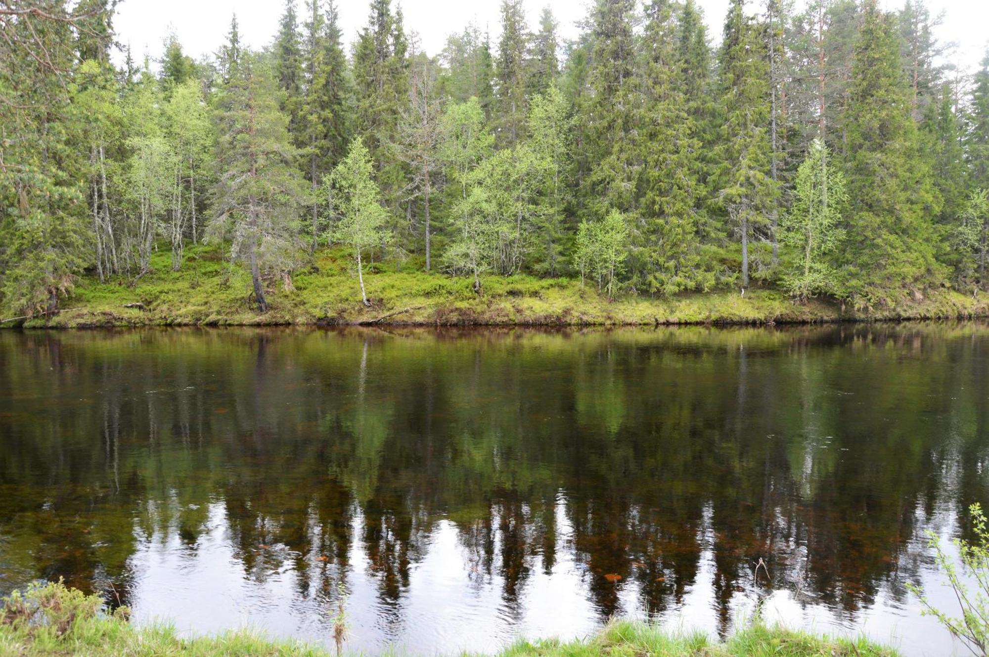 12 - Fulufjellets Nasjonalparker - Natur-, Dyre- Og Fugleopplevelser Ljørdal 외부 사진